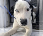 Small #1 Labrador Retriever Mix