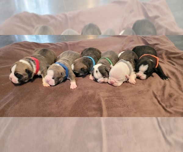 Medium Photo #1 Olde English Bulldogge Puppy For Sale in ATHOL, ID, USA