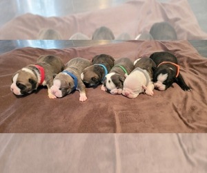 Olde English Bulldogge Puppy for sale in ATHOL, ID, USA