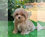 Small #7 Maltipoo