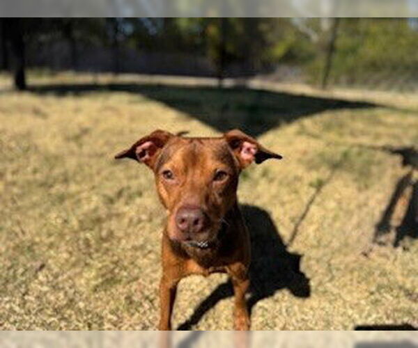 Medium Photo #2 Dachshund Puppy For Sale in Temple, TX, USA