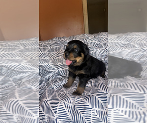 Rottweiler Puppy for sale in HENRICO, VA, USA