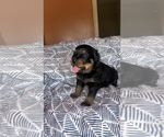 Small Photo #1 Rottweiler Puppy For Sale in HENRICO, VA, USA