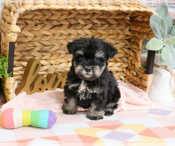 Medium Photo #1 Schnauzer (Miniature) Puppy For Sale in SYRACUSE, IN, USA