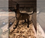 Small Photo #38 Belgian Malinois Puppy For Sale in HARKER HEIGHTS, TX, USA