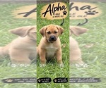 Image preview for Ad Listing. Nickname: Alpha