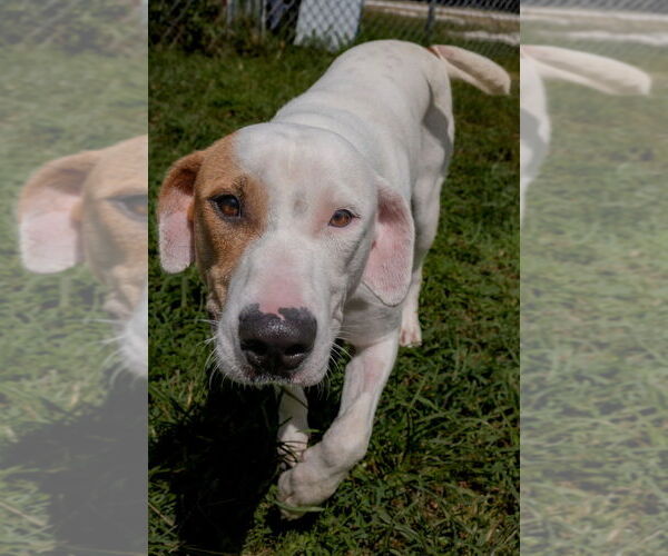 Medium Photo #1 Mutt Puppy For Sale in Evansville, IN, USA