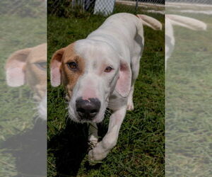 Mutt Dogs for adoption in Evansville, IN, USA