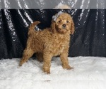 Small Photo #82 Goldendoodle (Miniature) Puppy For Sale in WARSAW, IN, USA
