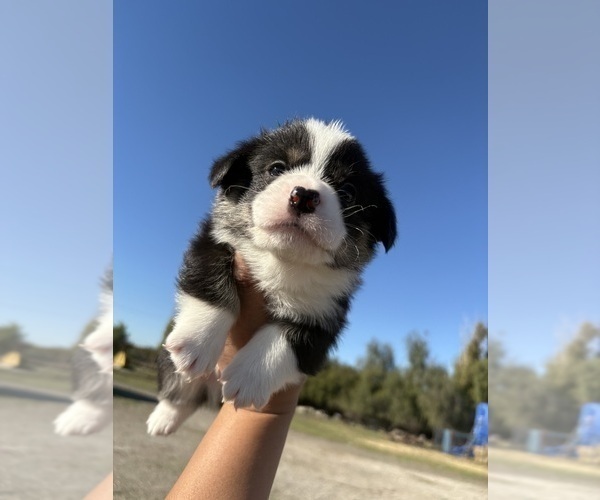 Medium Photo #9 Pembroke Welsh Corgi Puppy For Sale in OAKLEY, CA, USA