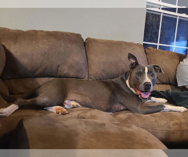 Medium Photo #21 American Pit Bull Terrier-American Staffordshire Terrier Mix Puppy For Sale in Caribou, ME, USA