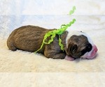 Puppy Lime collar Alapaha Blue Blood Bulldog