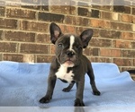 Small Photo #3 French Bulldog Puppy For Sale in FORESTVILLE, CA, USA
