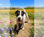 Small #3 Basenji-Rat Terrier Mix