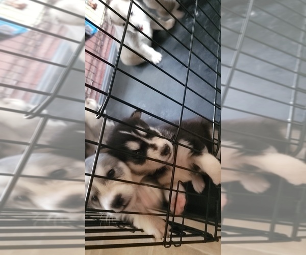 Medium Photo #6 Alaskan Husky-Wolf Hybrid Mix Puppy For Sale in TIFTON, GA, USA