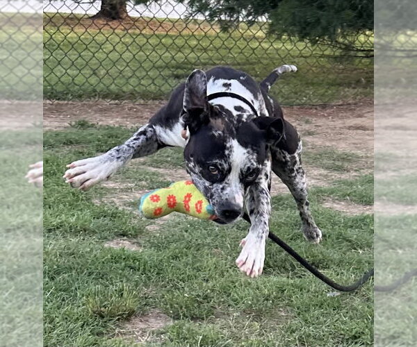 Medium Photo #2 Catahoula Leopard Dog-Unknown Mix Puppy For Sale in Evansville, IN, USA