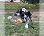Small #1 Catahoula Leopard Dog Mix
