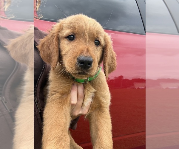 Medium Photo #1 Golden Retriever Puppy For Sale in LAKELAND, FL, USA