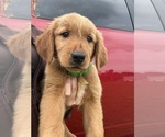 Puppy Hocus Golden Retriever
