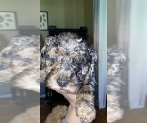 Aussiedoodle Miniature Puppy for sale in FRIENDSHIP, NC, USA