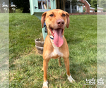 Small #11 Labrador Retriever Mix