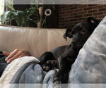 Small #8 Labrador Retriever
