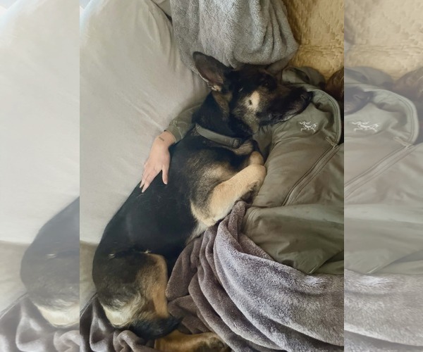 Medium Photo #4 German Shepherd Dog-Unknown Mix Puppy For Sale in phoenix, AZ, USA
