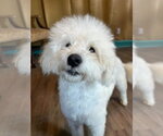 Small #9 Maltipoo (Miniature)