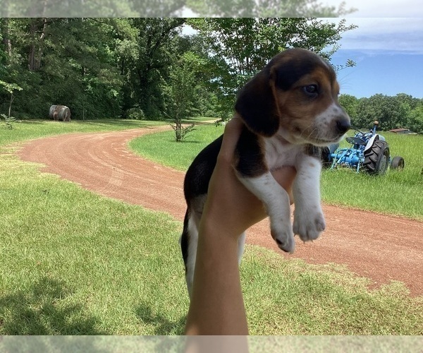 Medium Photo #28 Beagle Puppy For Sale in COLDSPRING, TX, USA