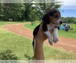 Small Photo #28 Beagle Puppy For Sale in COLDSPRING, TX, USA
