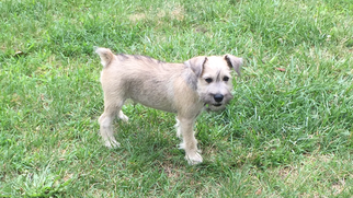 Schnauzer (Miniature) Puppy for sale in SOUTH BEND, IN, USA