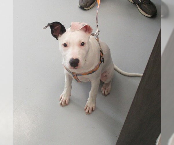Medium Photo #1 American Pit Bull Terrier-Unknown Mix Puppy For Sale in Ocala, FL, USA