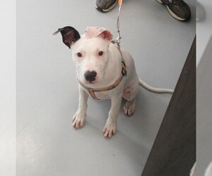 American Pit Bull Terrier-Unknown Mix Dogs for adoption in Ocala, FL, USA