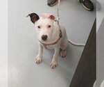 Small American Pit Bull Terrier Mix