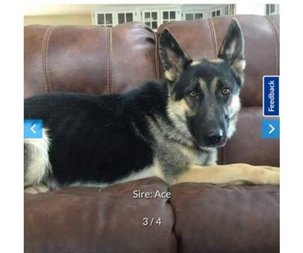 Medium Photo #1 German Shepherd Dog Puppy For Sale in SUGAR CREEK, MO, USA