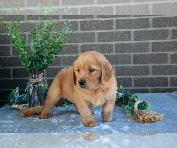 Medium Photo #3 Golden Retriever Puppy For Sale in MILLERSBURG, OH, USA