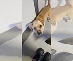 Small Photo #5 Labrador Retriever-Pembroke Welsh Corgi Mix Puppy For Sale in Studio City, CA, USA