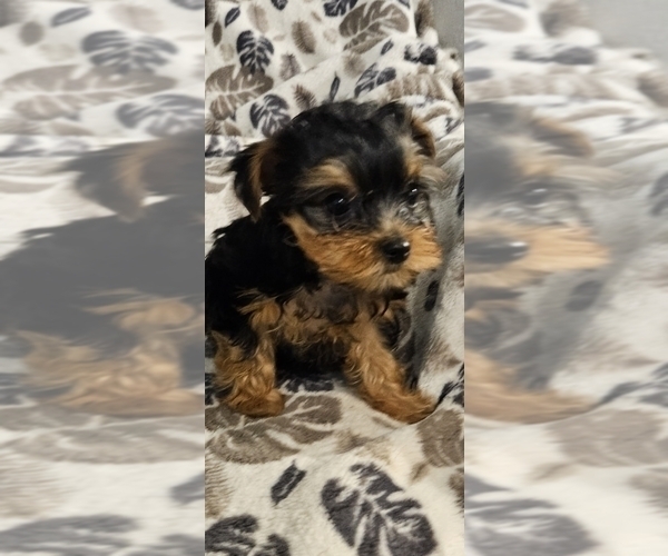 Medium Photo #2 Yorkshire Terrier Puppy For Sale in SALEM, OR, USA