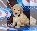 Small Photo #2 Poochon Puppy For Sale in LEOLA, PA, USA