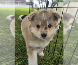 Medium Pomsky