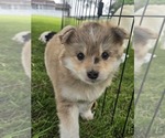 Puppy Astro Pomsky