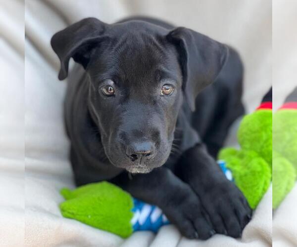 Medium Photo #2 Mutt Puppy For Sale in San Diego, CA, USA