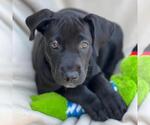 Small #1 Mutt