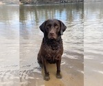 Small Photo #1 Labrador Retriever Puppy For Sale in LYNN HAVEN, FL, USA