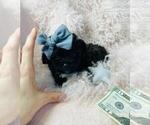 Small #37 Poodle (Toy)