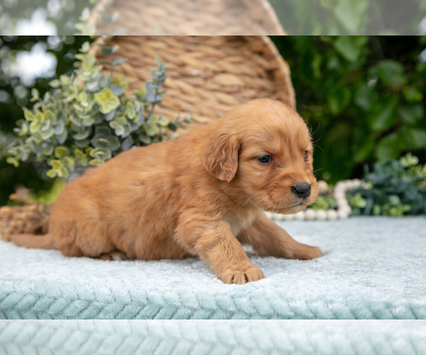 Medium Photo #31 Golden Retriever Puppy For Sale in WOLCOTTVILLE, IN, USA