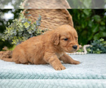 Small Photo #31 Golden Retriever Puppy For Sale in WOLCOTTVILLE, IN, USA