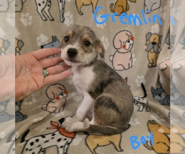 Medium Photo #19 Chizer Puppy For Sale in MONTEZUMA, GA, USA