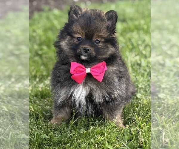 Medium Photo #3 Pomeranian Puppy For Sale in ROCK STREAM, NY, USA