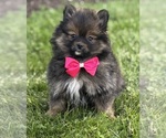 Small #2 Pomeranian